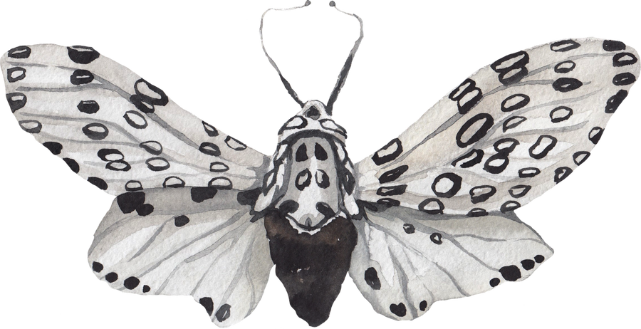 A hand-drawn leopard moth with spotted wings